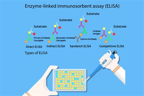 elisa test cost|elisa test is used for.